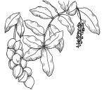 macadamia flowers